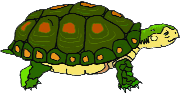 Turtle Turtle