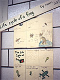 Posters that depicted the life cycle of a frog
