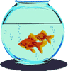 Fish bowl with two fish