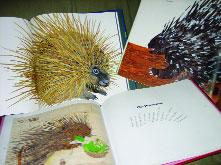 Porcupine portraits